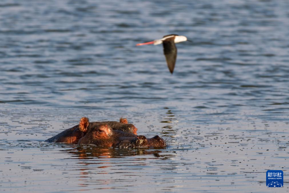 记者手记丨探访内罗毕之“肾”(图3)