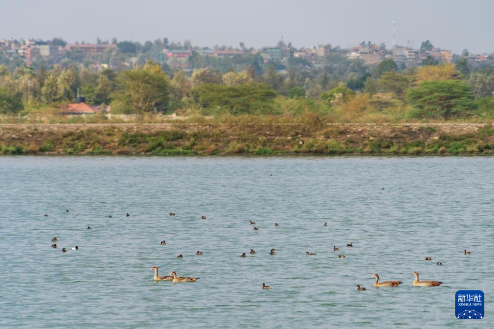 记者手记丨探访内罗毕之“肾”(图7)